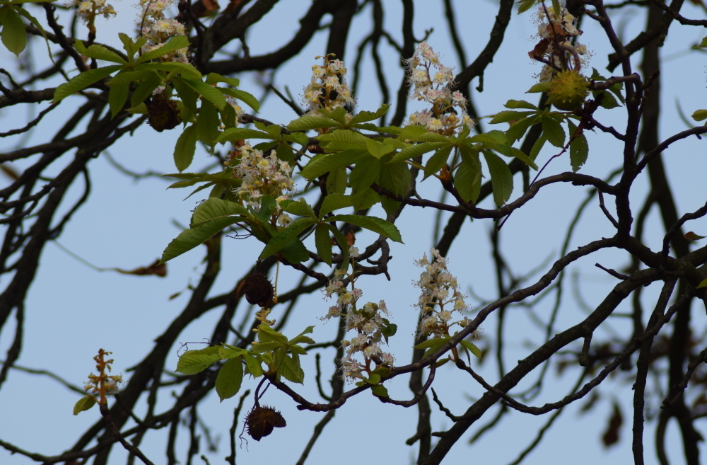 09 1 DSC 0232